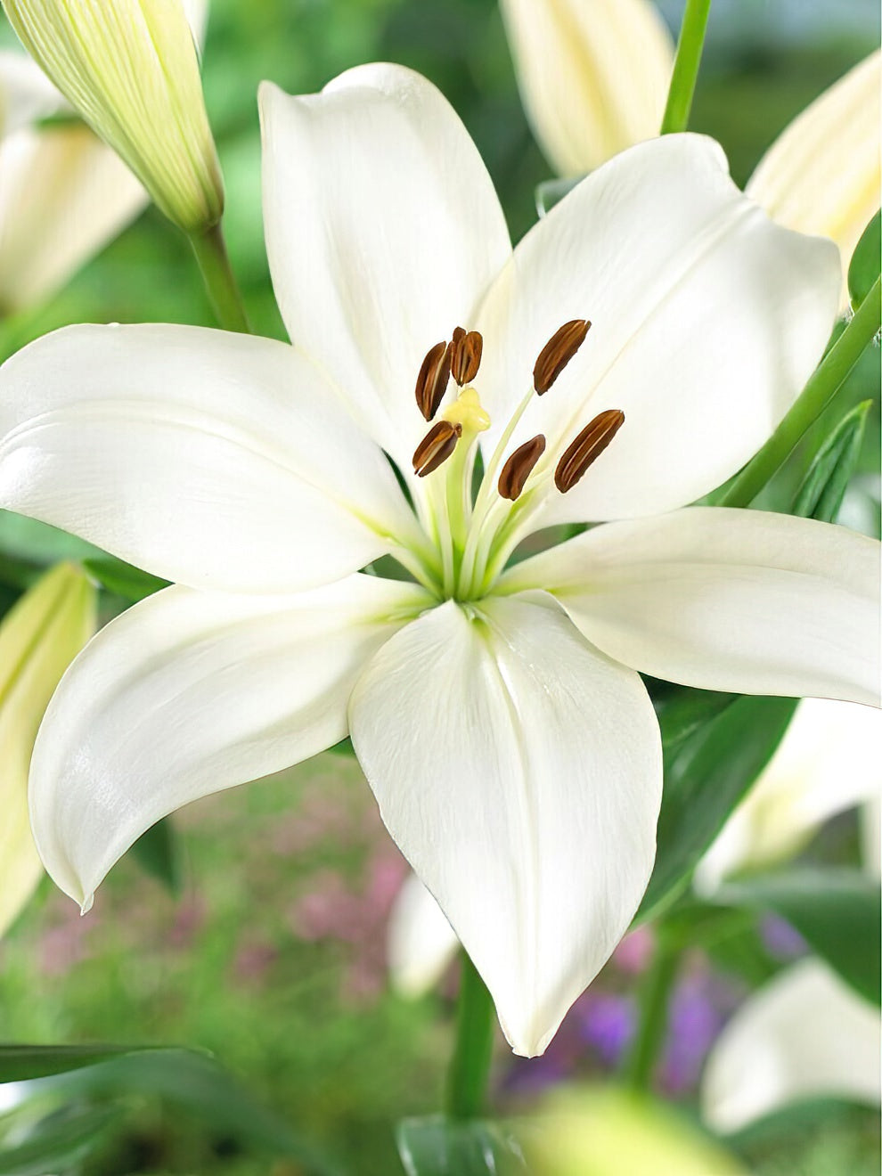 Lilium (lily) Bulbs — Buy lilies online at DutchGrown™ UK