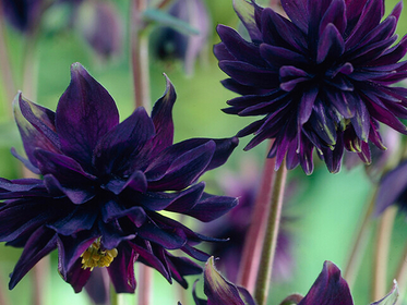 Aquilegia (Columbine) The largest Dahlia Tuber Collection online