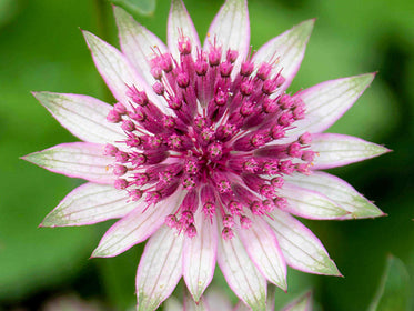 Astrantias (Masterwort) The largest Dahlia Tuber Collection online