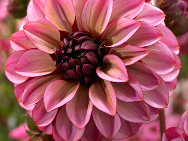 Dahlias The largest Dahlia Tuber Collection online