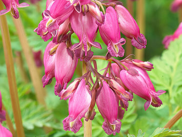 Bleeding Hearts (Dicentra) The largest Dahlia Tuber Collection online