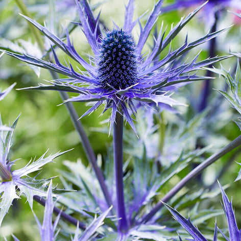 Eryngium (Sea Holly) Bare Roots