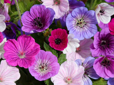 Geraniums (Cranesbill) The largest Dahlia Tuber Collection online