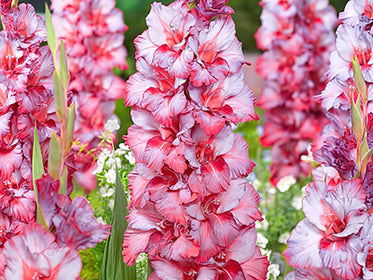 Gladiolus The largest Dahlia Tuber Collection online