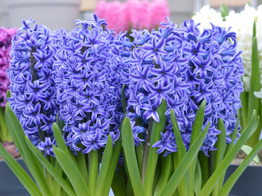Hyacinths Tulip Flower Bulbs