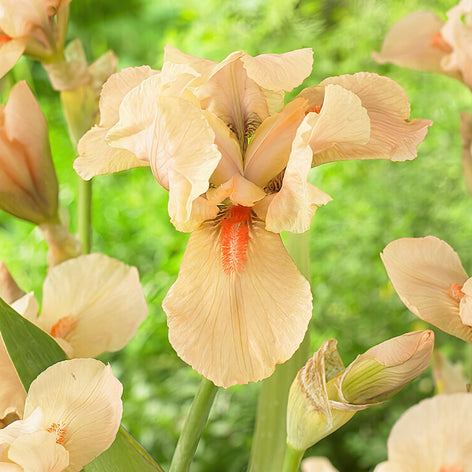 Iris Germanica - Bearded Iris