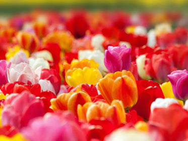 Tulips Tulip Flower Bulbs