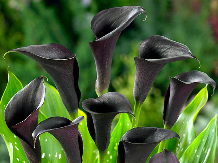 Largest Calla Lily Bulb Assortment in the UK! Buy Calla Lilies