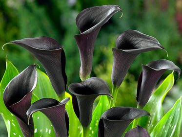 Calla Lilies The largest Dahlia Tuber Collection online