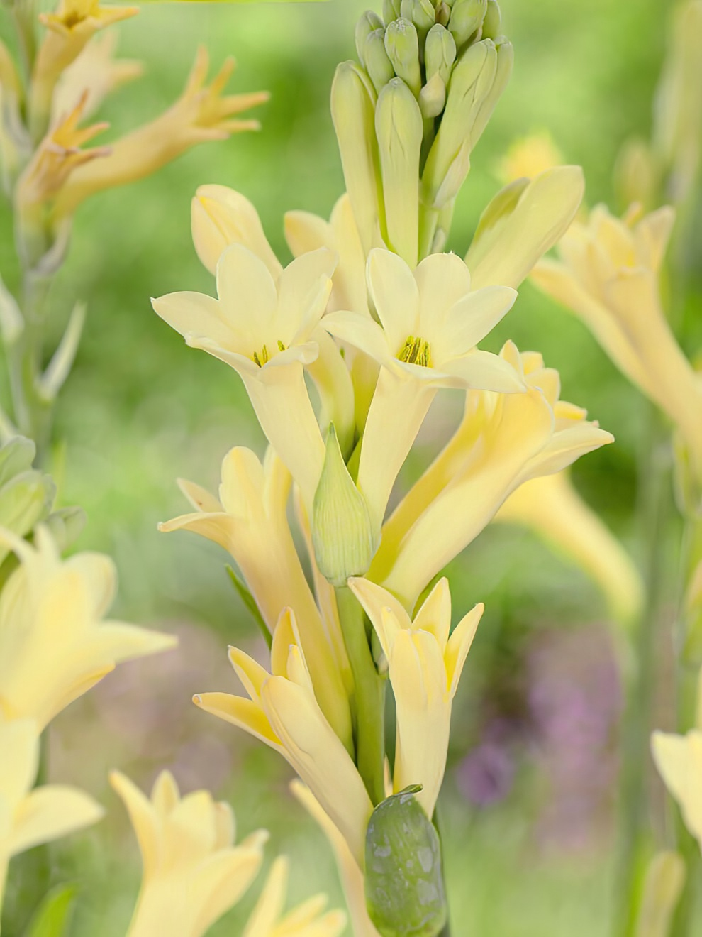 Polianthes Bulbs (Tuberose) Buy online at DutchGrown™