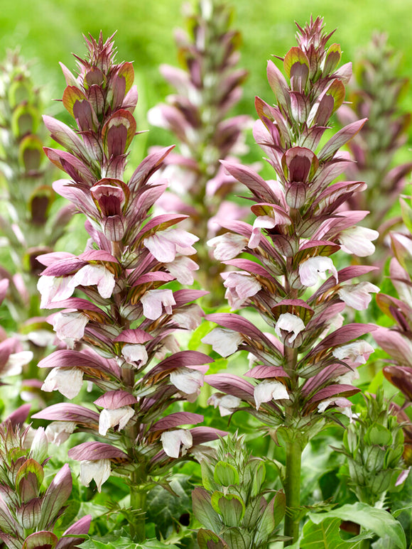 Acanthus hungaricus 'White Lips' Bare Root Plants