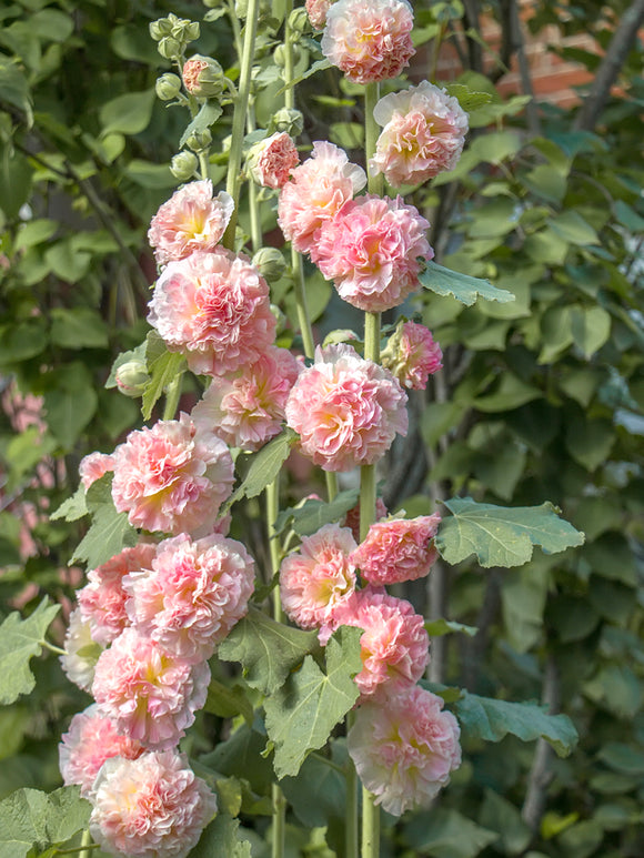 Alcea Majorette Double Pink (Hollyhock) Bare Root Plants