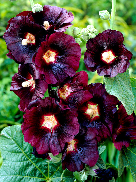 Alcea rosea Nigra (Hollyhock) Bare Root Plants