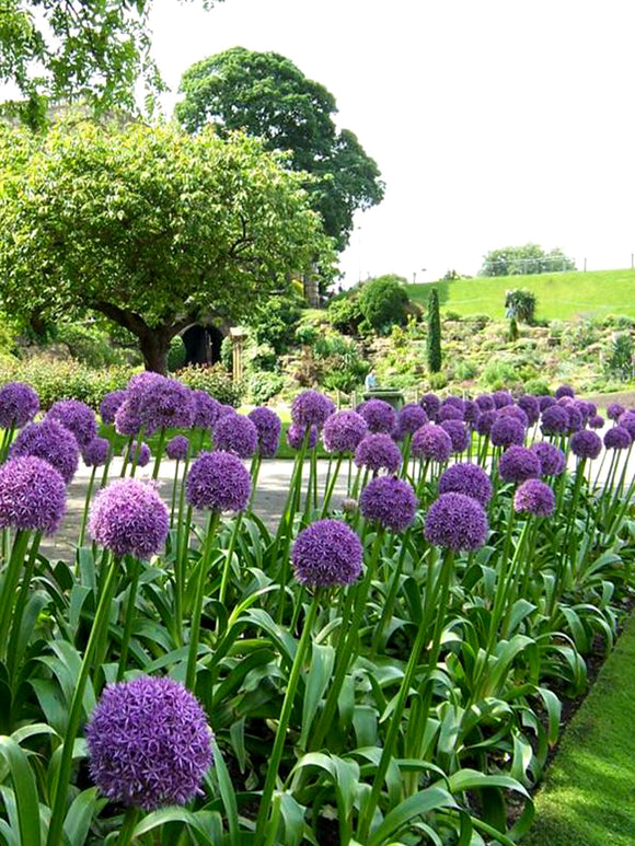 Buy Allium Ambassador bulbs