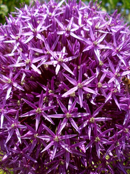 Allium Ambassador