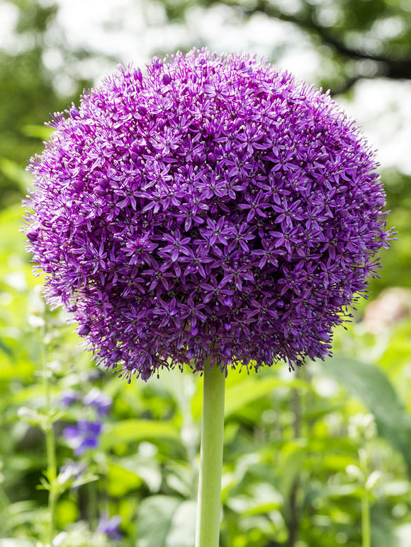 Allium Ambassador flower bulbs