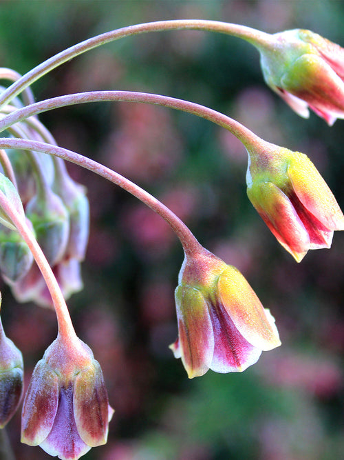 Allium Bulgaricum - Summer Bells Allium - DutchGrown Flower Bulbs