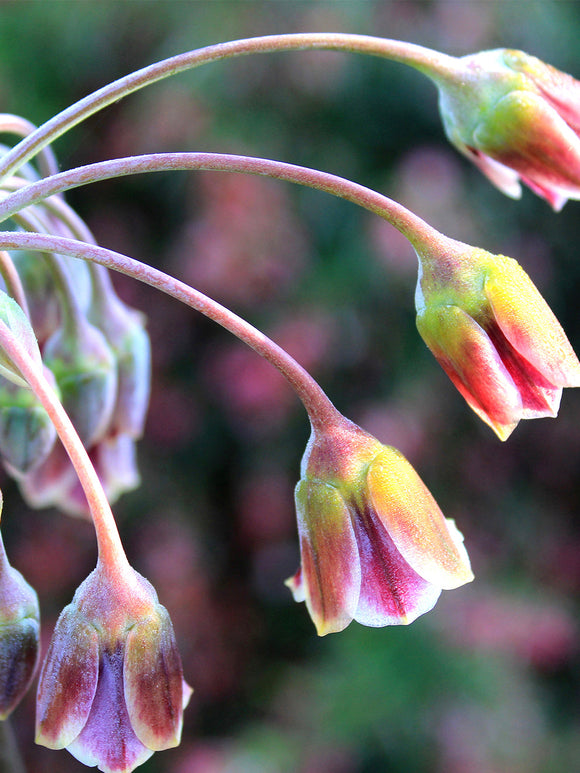 Allium Bulgaricum - Summer Bells Allium - DutchGrown Flower Bulbs