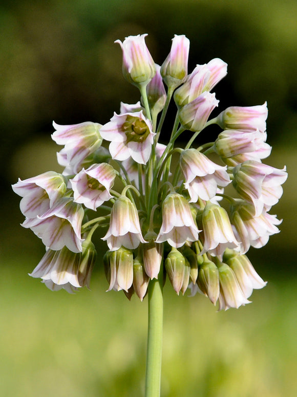 Allium Bulgaricum - Summer Bells Allium - DutchGrown Flower Bulbs