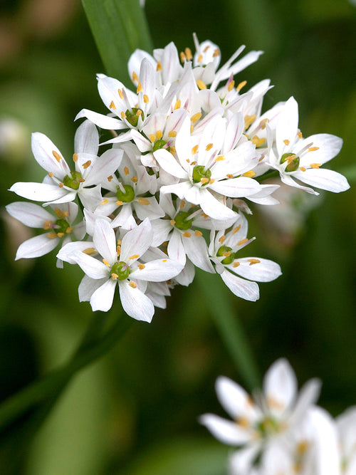 Allium Cowanii - White Allium Flower Bulbs - DutchGrown™