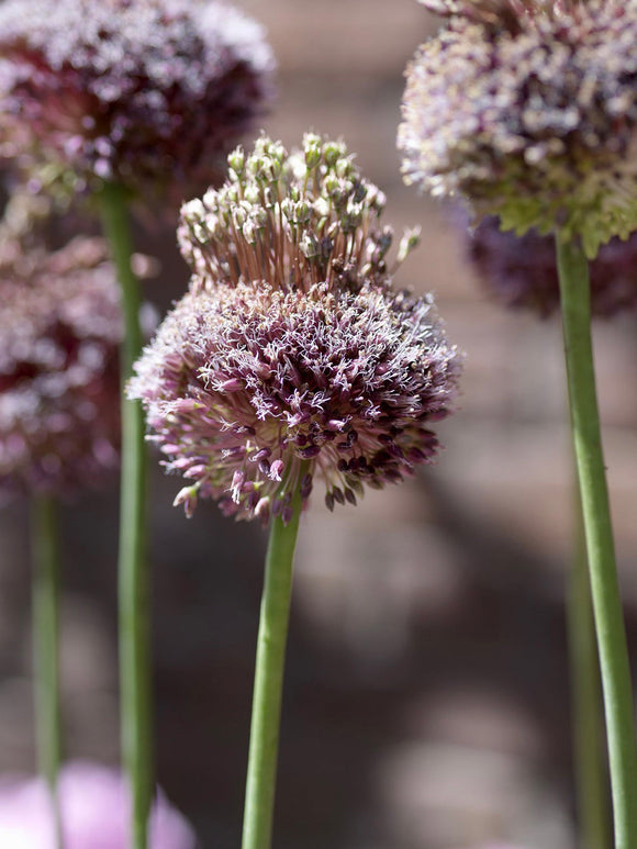 Allium Bulbs Forelock - Autumn Planting, UK Shipping