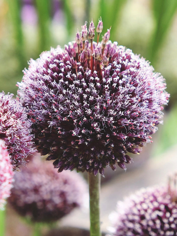 Allium Bulbs Forelock - Autumn Planting and Gardening