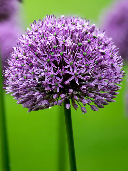 Buy Allium Gladiator Bulbs from Holland - UK Shipping