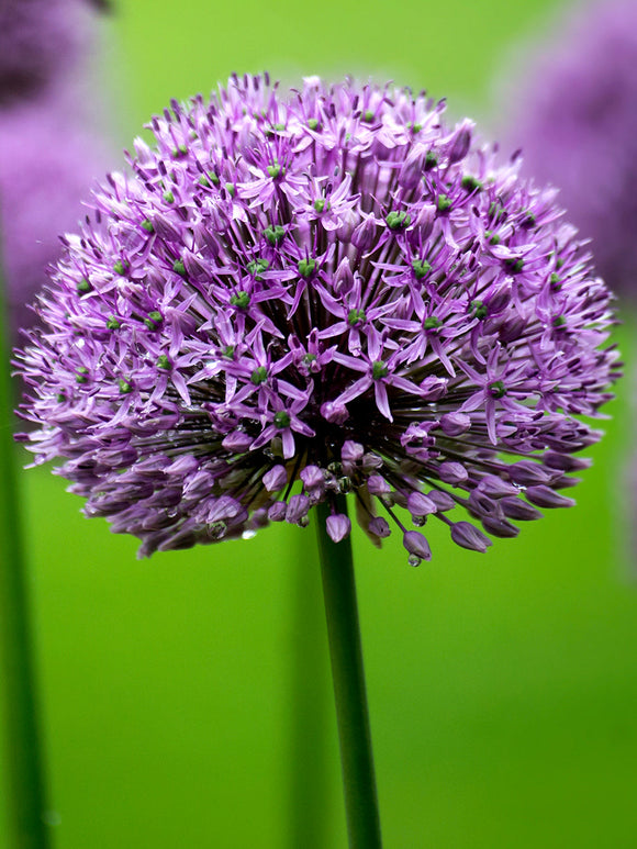 Buy Allium Gladiator Bulbs from Holland - UK Shipping