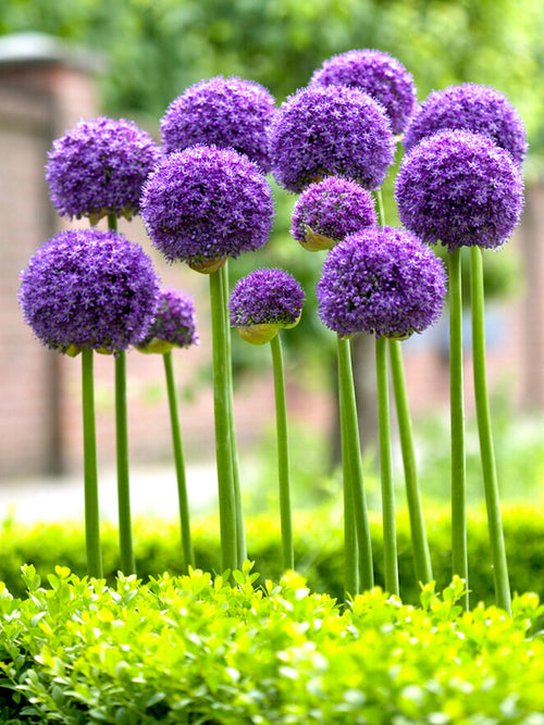 Allium Gladiator Bulbs from Holland - UK Shipping