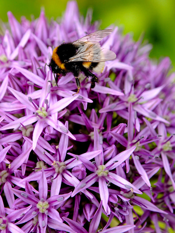 Buy Allium Gladiator Bulbs