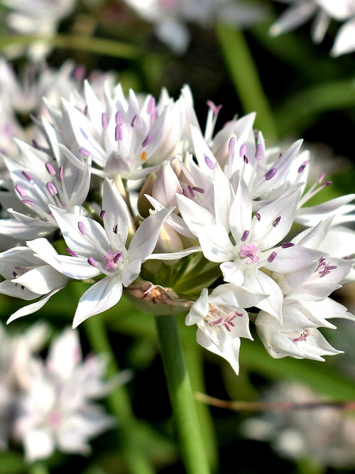 Allium Graceful Beauty Flower Bulbs - Autumn Planted Dutch Grown Allium Bulbs