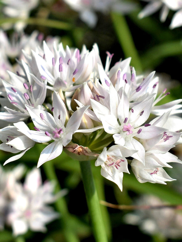 Allium Graceful Beauty Flower Bulbs - Autumn Planted Dutch Grown Allium Bulbs