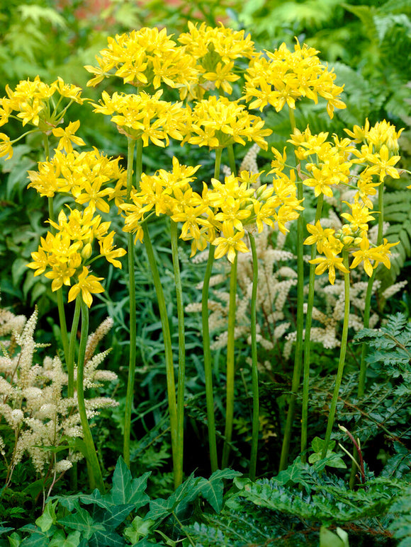 Allium Moly - Yellow Ornamental Onions - Autumn Planted Flower Bulbs