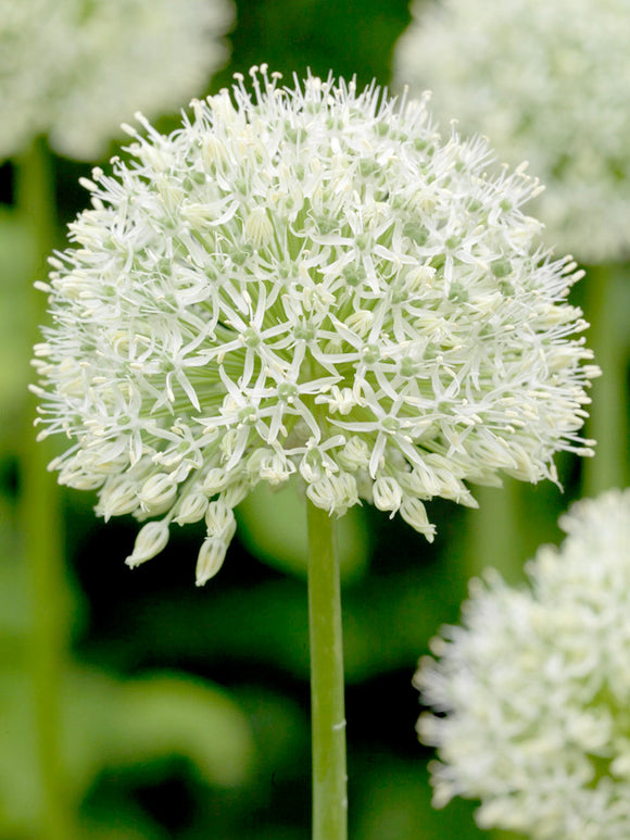 Allium Mount Everest Bulbs - White Allium Bulbs for Autumn Planting - Spring Blooming