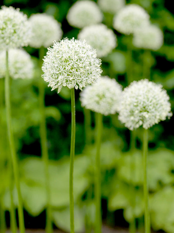 Allium Mount Everest Bulbs - White Allium Bulbs for Autumn Planting