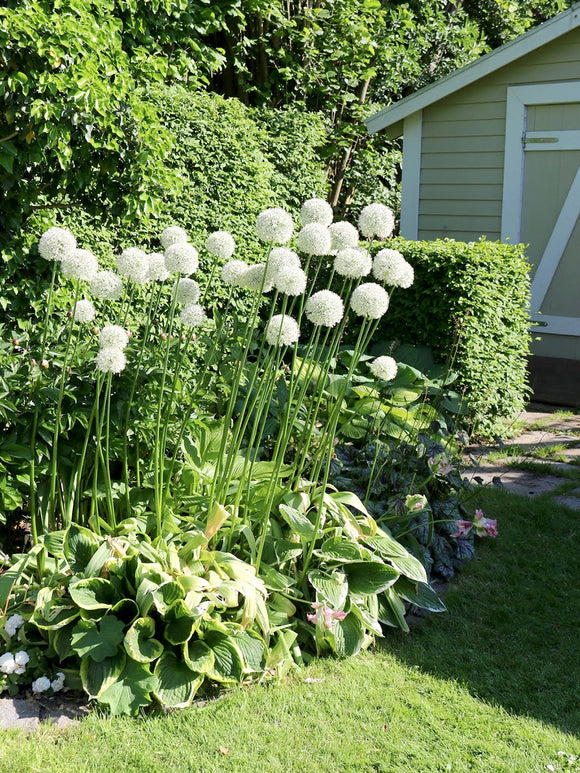 Allium Mount Everest Bulbs - White Allium Bulbs for Autumn Planting - Spring Blooming