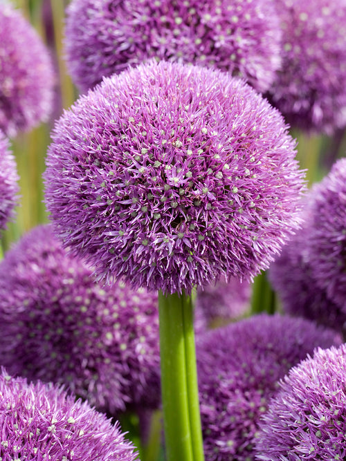 Allium ‘Pinball Wizard’ with large purple globe flowers, delivery to UK in autumn