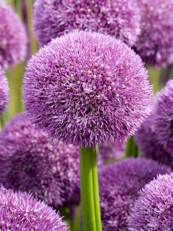 Allium ‘Pinball Wizard’ with large purple globe flowers, delivery to UK in autumn
