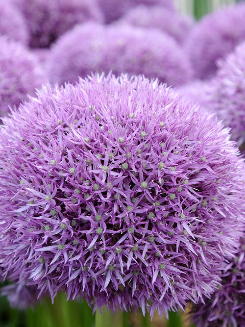 Close-up of the extra-large flower head of Allium ‘Pinball Wizard’
