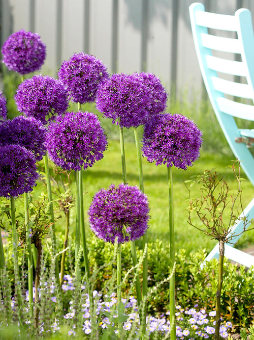 Allium Purple Sensation Flower Bulbs