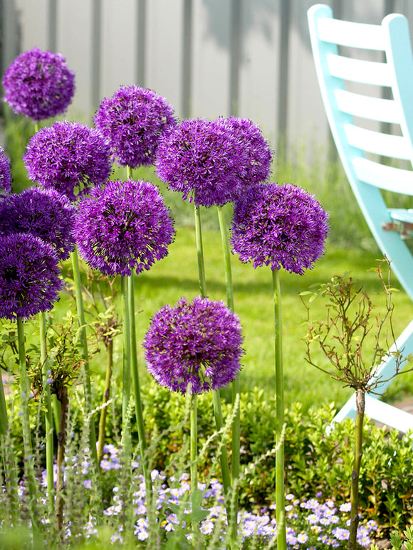Allium Purple Sensation Flower Bulbs