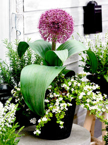 Allium Red Giant