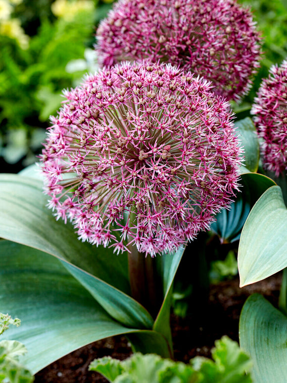 Allium Red Giant - Autumn Shipping