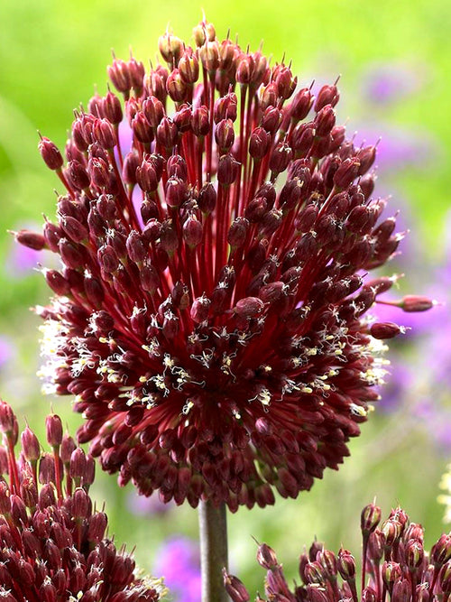 Allium Red Mohican