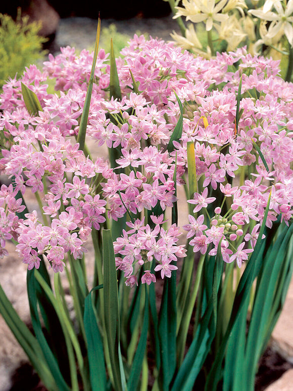 Pink Allium Roseum - Autumn Planting Allium Bulbs