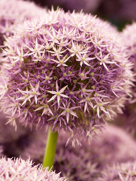 Allium ‘Round and Purple’