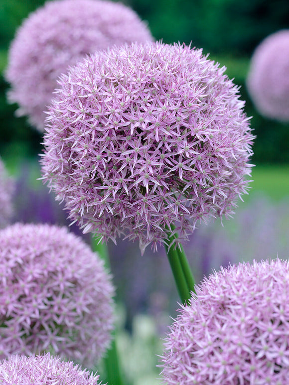 Close-up of the round purple flower head of Allium ‘Round and Purple’