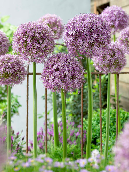 Allium ‘Round and Purple’