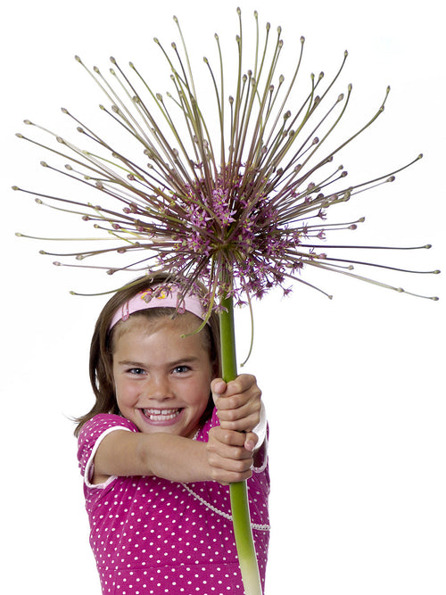 Alliums Schubertii - Ornamental Onion