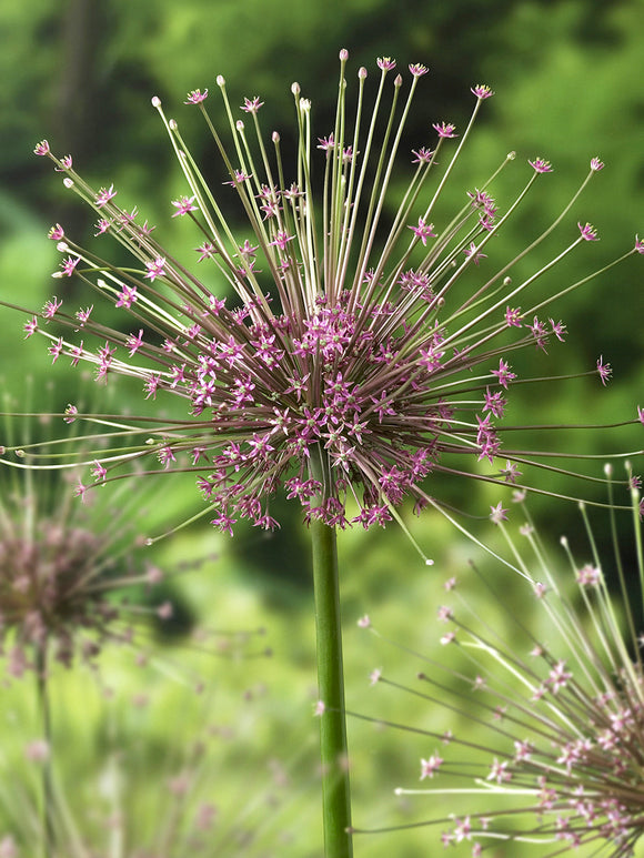 Alliums Schubertii - Ornamental Onion